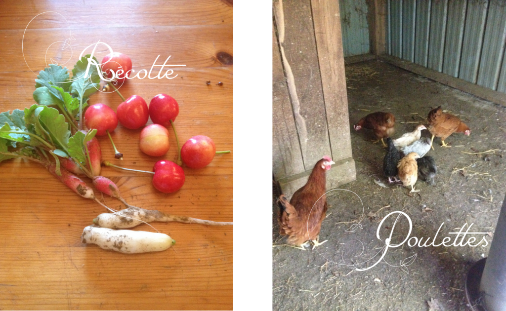 IF 14 récolte-poulettes